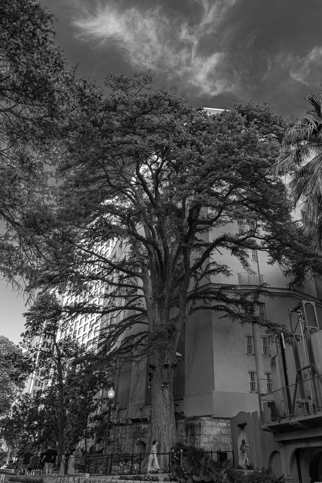 Ben Milam Bald Cypress, San Antonio TX